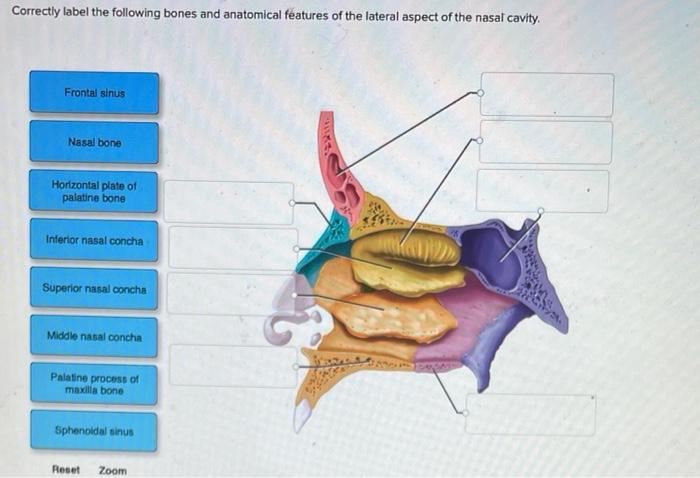 nasal cavity bones