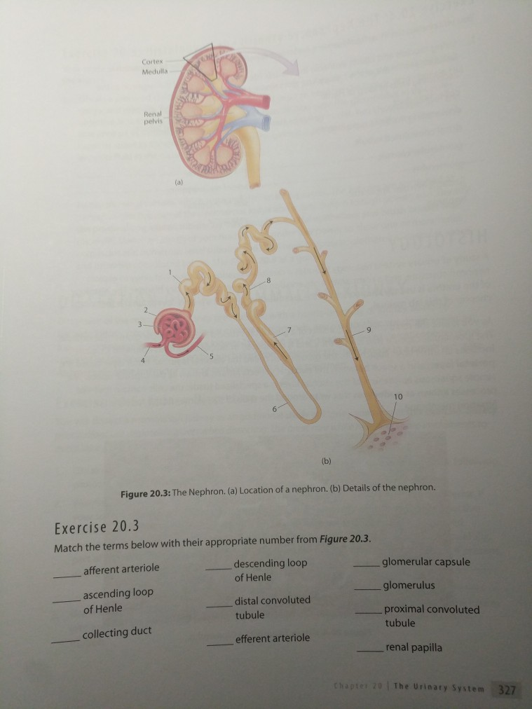 Solved diaphagm liver 10 duodenum pancreas Figure 19.5: The | Chegg.com