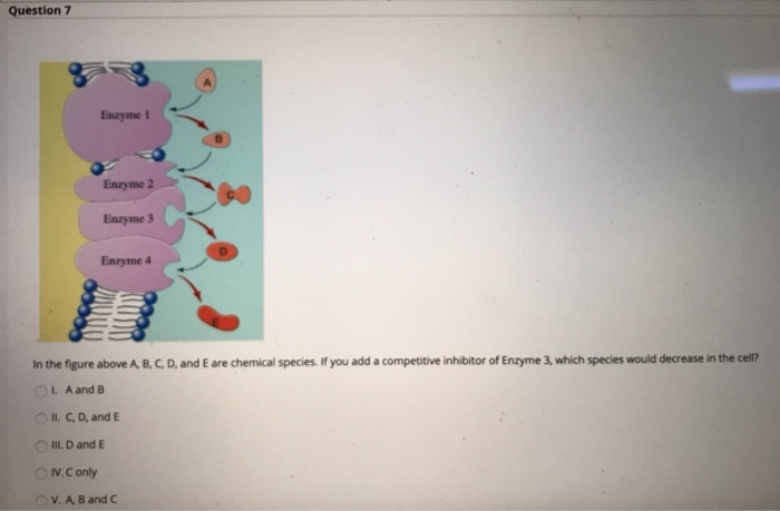 Solved Question 7 Enzyme Enzyme 2 Enzyme 3 Enryme 4 In the | Chegg.com