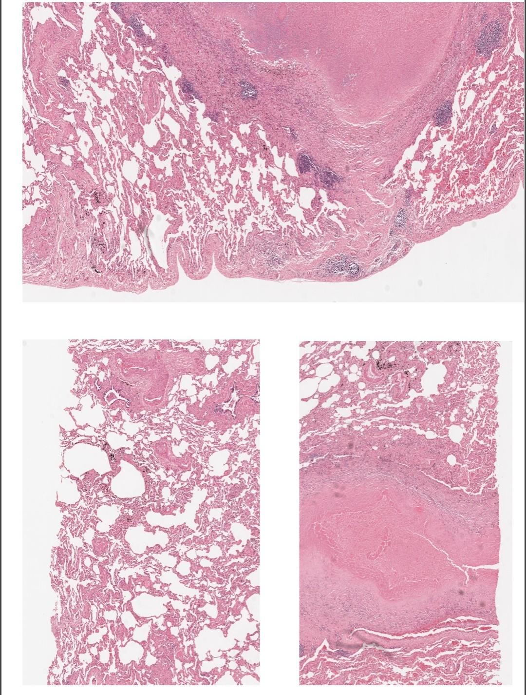 SECTION 1: UNKNOWN SECTION Images Of Normal Tissue | Chegg.com