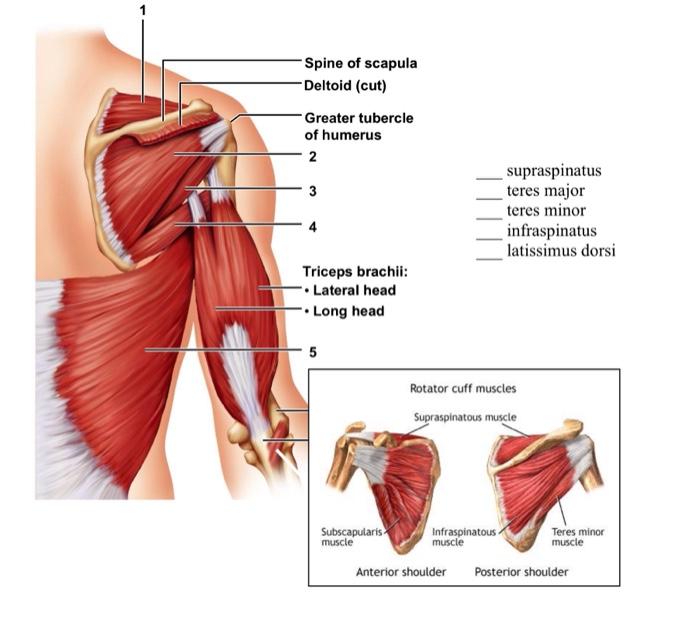 teres major and minor anterior