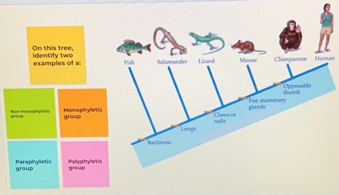 On this tree, identify two examples of a: Fish | Chegg.com