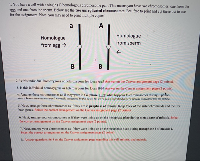 Solved 1. You have a cell with a single (1) homologous | Chegg.com