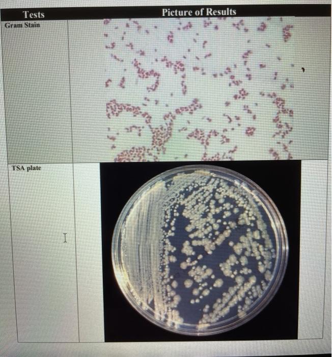 Solved Tests Gram Stain Picture of Results TSA plate | Chegg.com