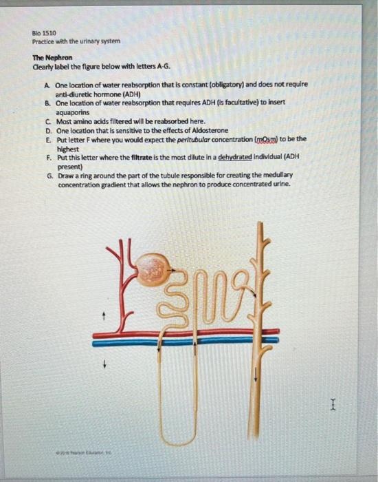 Solved Bio 1510 Practice with the urinary system The Nephron | Chegg.com