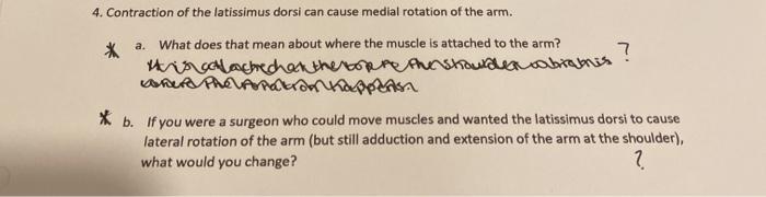 4. Contraction of the latissimus dorsi can cause medial rotation of the arm. 7 * a. What does that mean about where the muscl