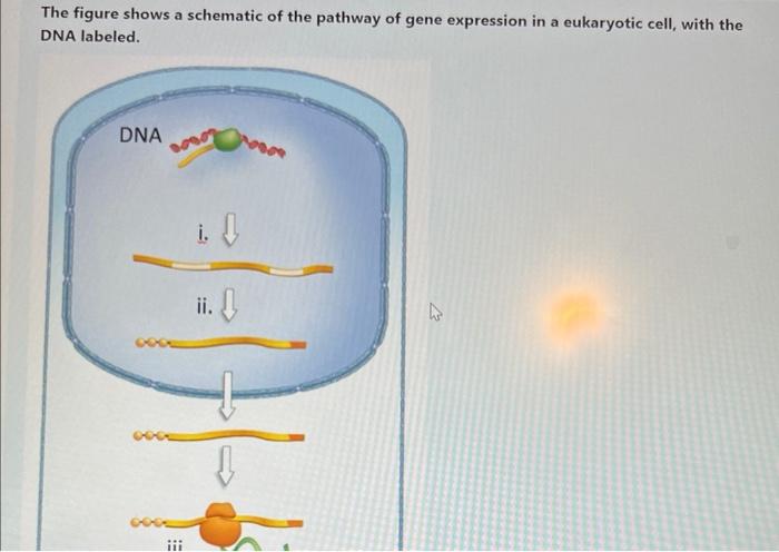 Solved The figure shows a schematic of the pathway of gene | Chegg.com