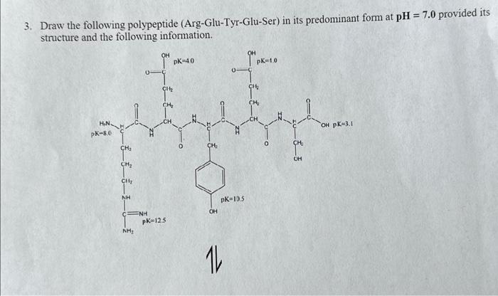 Solved 3. Draw The Following Polypeptide | Chegg.com