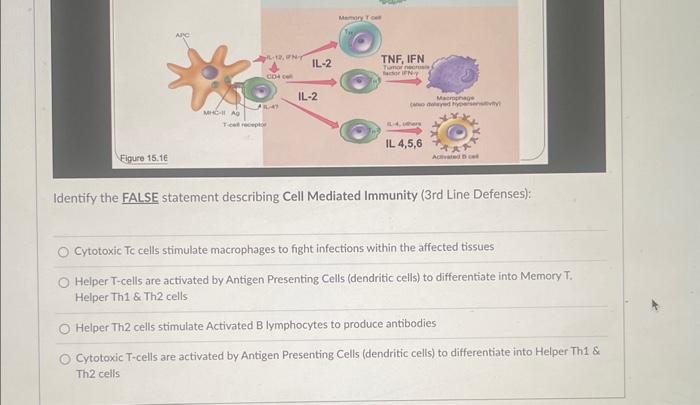 Identify the FALSE statement describing Cell Mediated Immunity (3rd Line Defenses):
Cytotoxic Tc cells stimulate macrophages