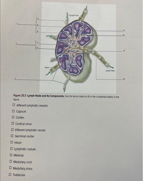 Solved Figure 23.3 Lymph Node and its Components. Use the | Chegg.com