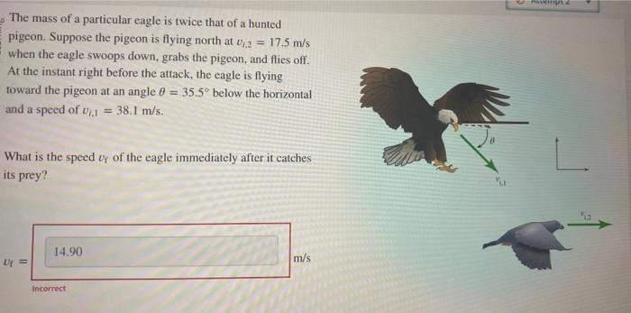 Solved The mass of a particular eagle is twice that of a | Chegg.com
