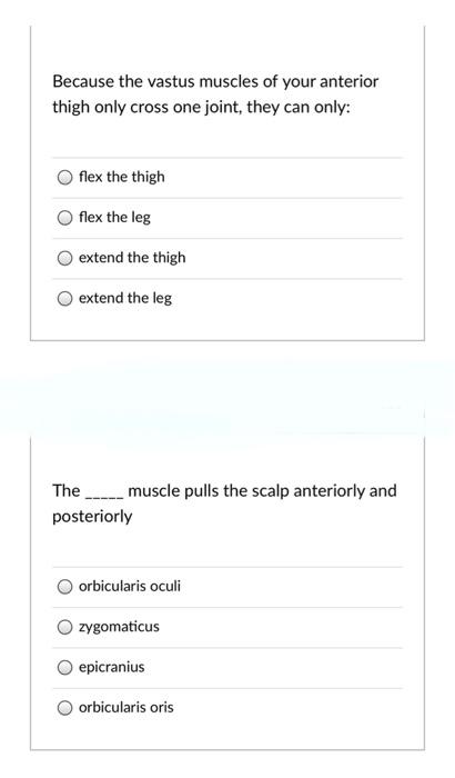 Solved Because the vastus muscles of your anterior thigh Chegg