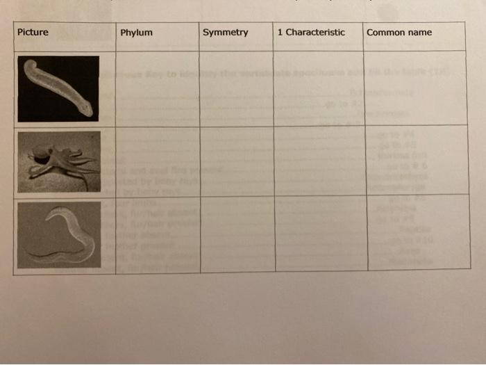 Solved Picture Phylum Symmetry 1 Characteristic Common name | Chegg.com