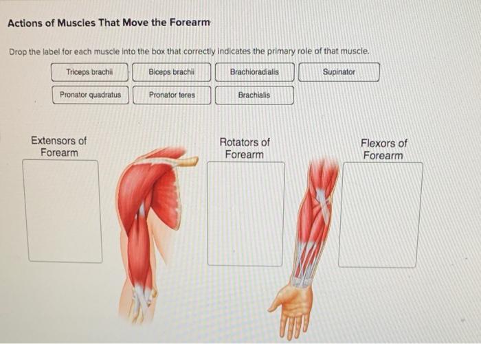 solved-actions-of-muscles-that-move-the-forearm-drop-the-chegg