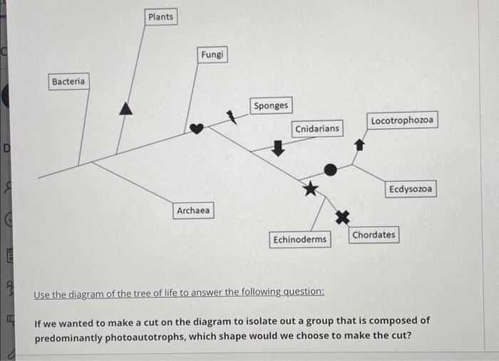 Solved Use the diagram of the tree of life to answer the | Chegg.com