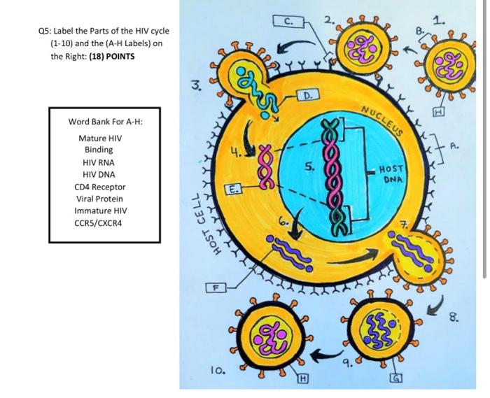 Solved 1. Q5: Label the parts of the HIV cycle (1-10) and | Chegg.com