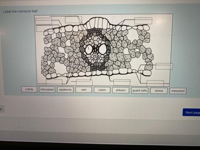 Solved label the monocot leaf and label the parts of the | Chegg.com
