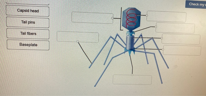 bacteriophage structure labeled