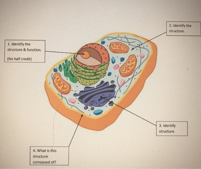 Solved 2. Identify the structure. 1. Identify the structure | Chegg.com