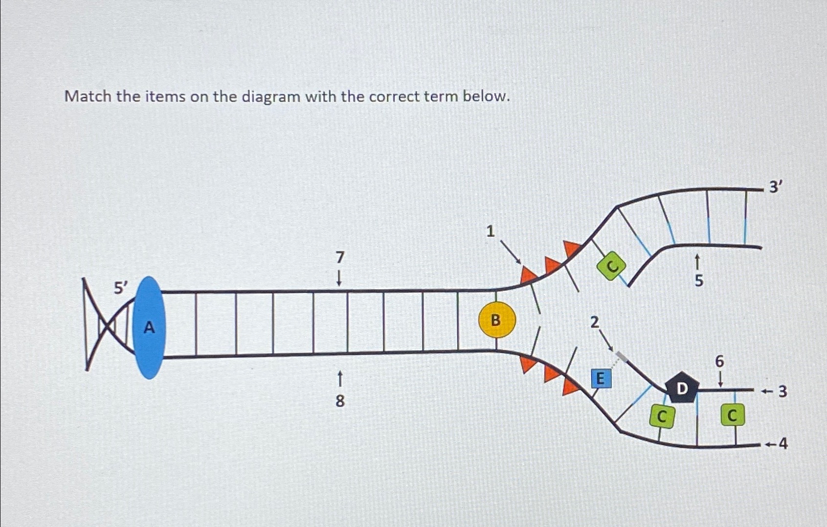 Solved Match the items on the diagram with the correct term | Chegg.com