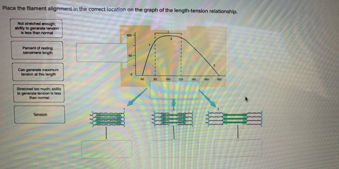 solved-place-the-filament-alignment-in-the-correct-location-chegg