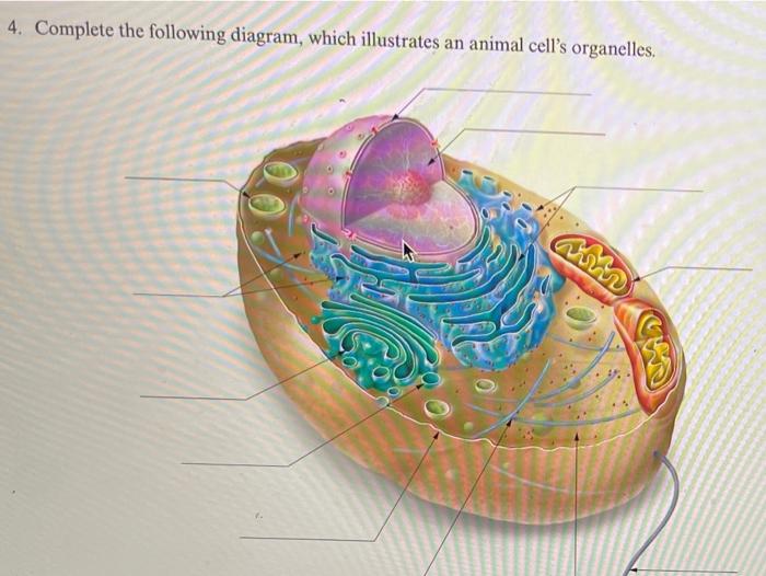 organelles diagram