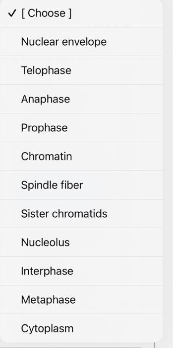 \( \checkmark[ \) Choose ]
Nuclear envelope
Telophase
Anaphase
Prophase
Chromatin
Spindle fiber
Sister chromatids
Nucleolus
I