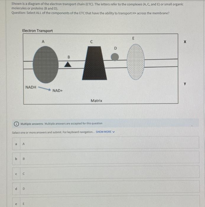 Solved Shown is a diagram of the electron transport chain | Chegg.com