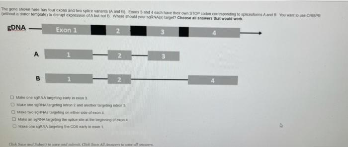 Solved The gene shown there has four exons and two spice | Chegg.com