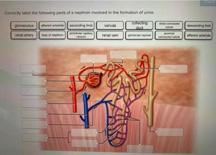 Solved Correctly Label The Following Parts Of A Nephron Chegg Com