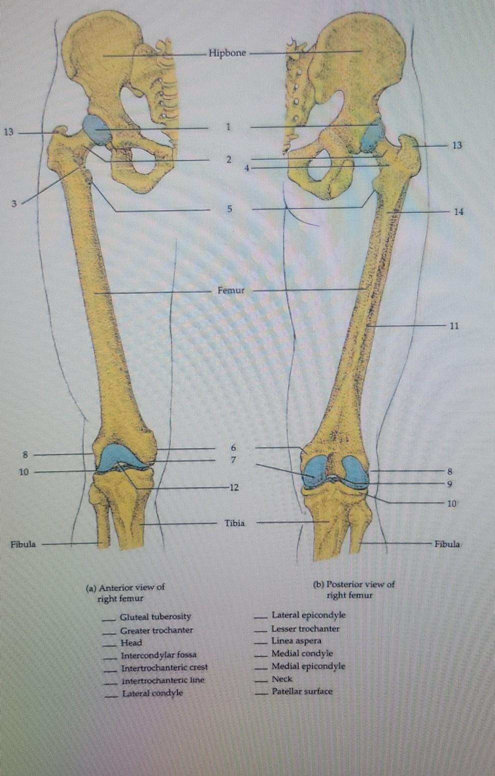 Jun on X: IMO, the Z-shaped orientaion of femur-tibia 2 is unusual for a  pygnogonid unless they're coxae-tibiae. There's also a short section  (arrowhead) between femur and tibia 1 which looks like