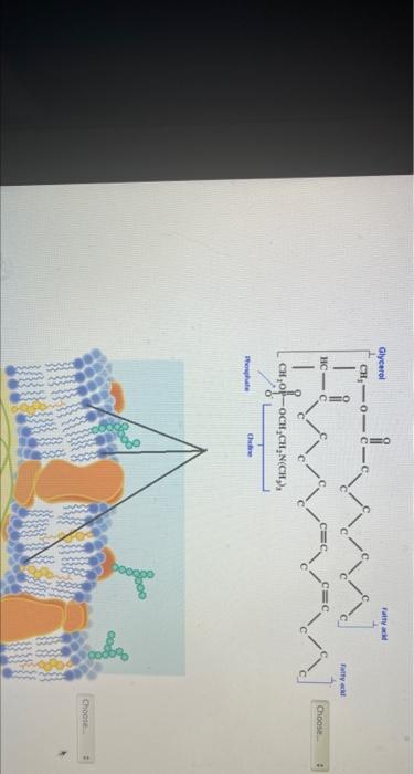Solved Match each of the following lipids with the specific | Chegg.com