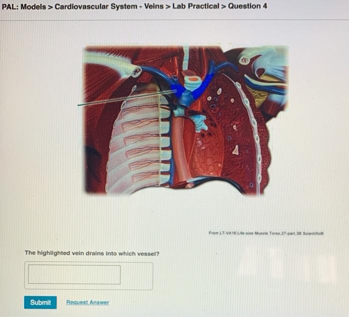 Solved Pal Models Cardiovascular System Veins Lab 6821