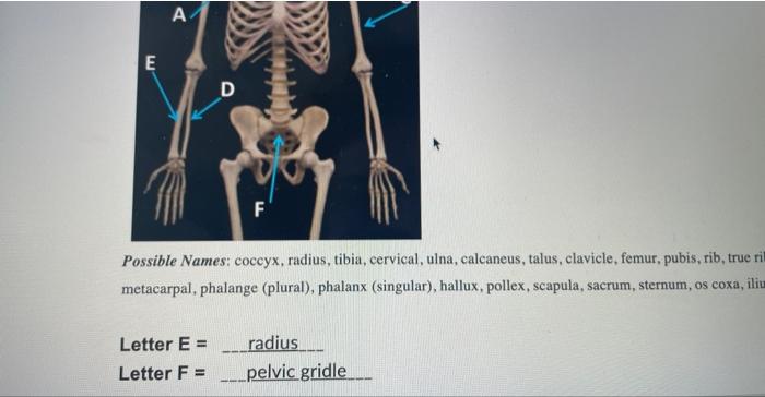 Solved Write in the feature name for each letter (or bone | Chegg.com