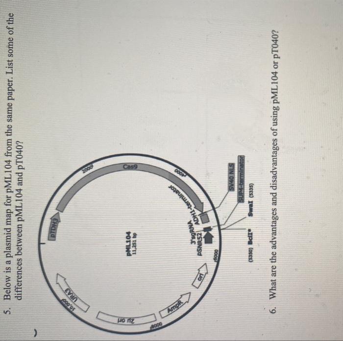 5. Below is a plasmid map for pML104 from the same paper. List some of the differences between pML104 and pT040?
6. What are 