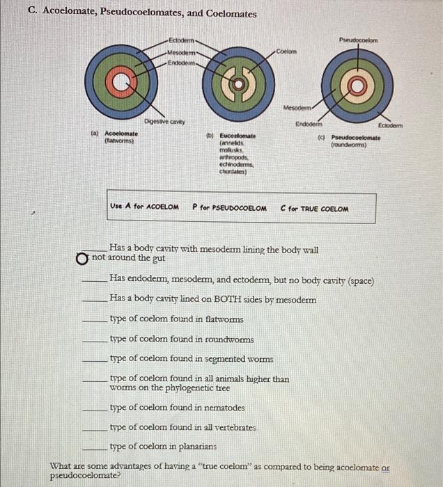 Solved C. Acoelomate Pseudocoelomates and Coelomates Chegg