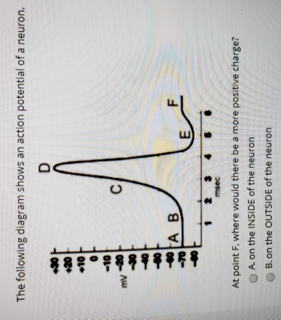 Solved The Following Diagram Shows An Action Potential Of A | Chegg.com