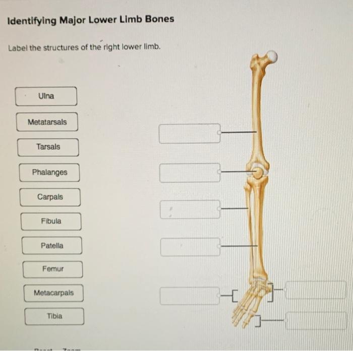 Bones of the Lower Limb – Anatomy & Physiology