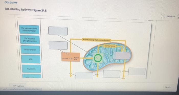 Solved Ch 24 Hw Art Labeling Activity Figure 24 5 26 Of 83 Chegg Com