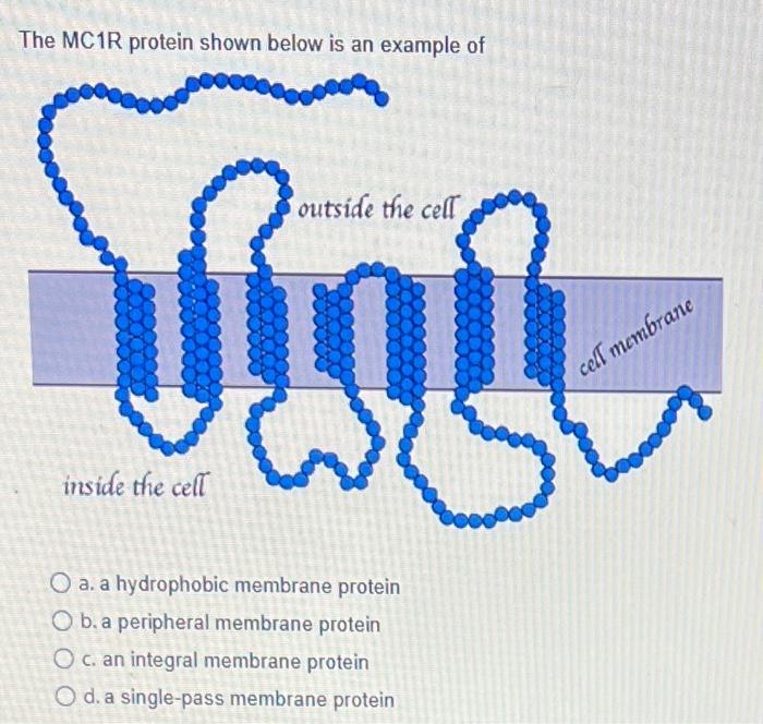 The MC1R protein shown below is an example of
a. a hydrophobic membrane protein
b. a peripheral membrane protein
c. an integr