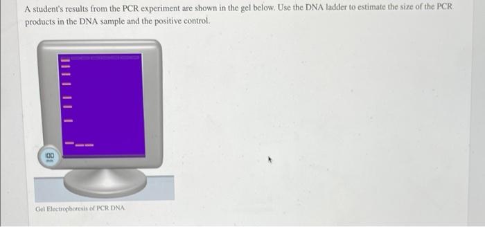 pcr experiment result