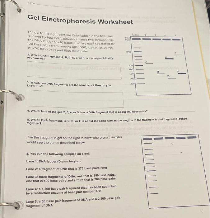 Solved Name Gel Electrophoresis Worksheet The gel to the | Chegg.com