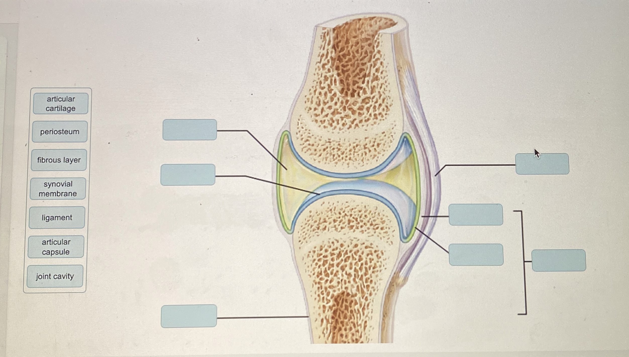Solved Drag the labels onto the diagram to identify the | Chegg.com