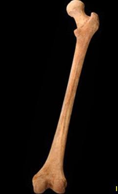 Based on our knowledge of skeletal morphology. does | Chegg.com