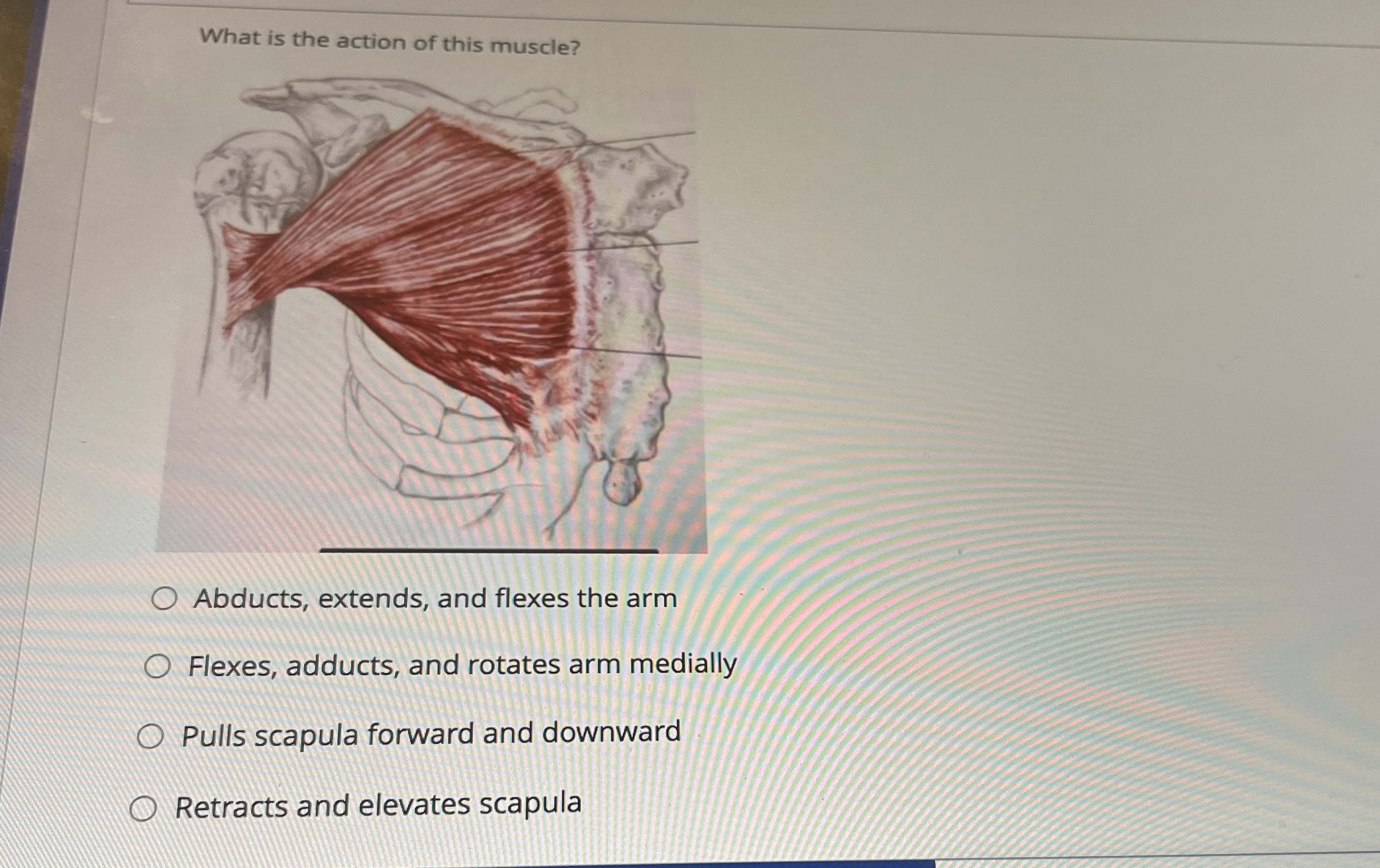 Solved What is the action of this muscle?Abducts, extends, | Chegg.com