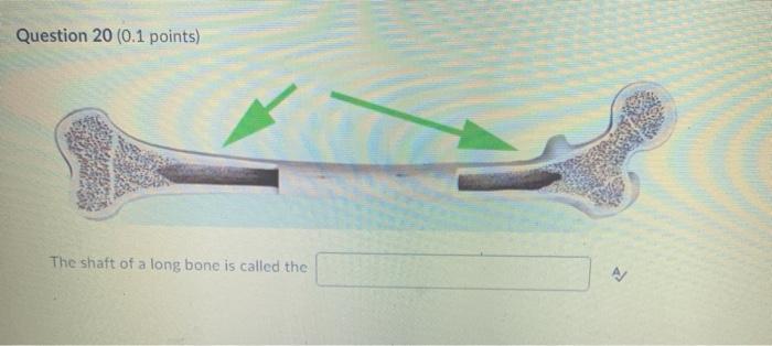 Solved Question 11 (0.1 points) A short sharp projection of | Chegg.com