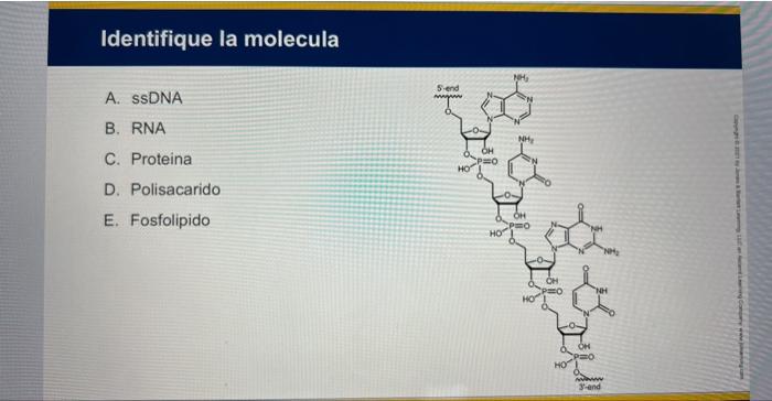 A. SSDNA B. RNA C. Proteina D. Polisacarido E. Fosfolipido