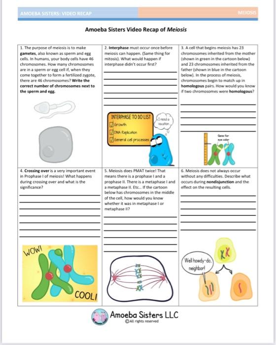 Amoeba Sisters Video Recap of Meiosis
