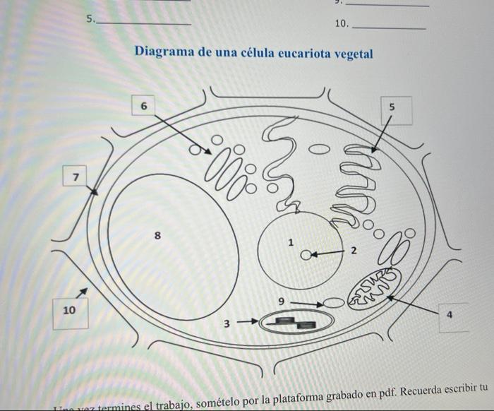 Diagrama de una célula eucariota vegetal