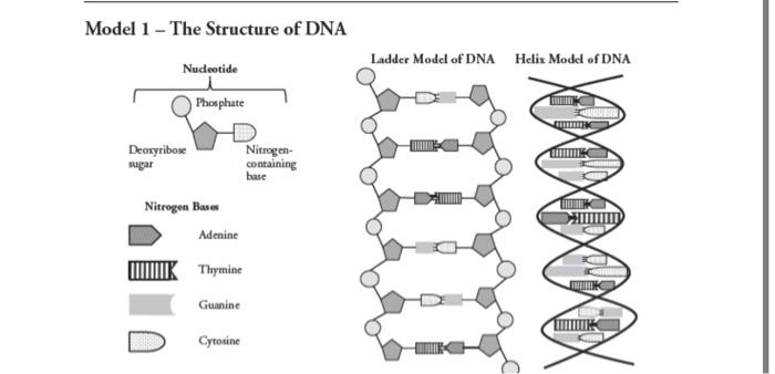 phosphate dna model